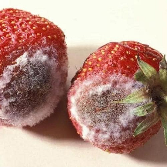 Биологичен фунгицид спрей против мана и сиво гниене по растенията Flortis naturae 500ml