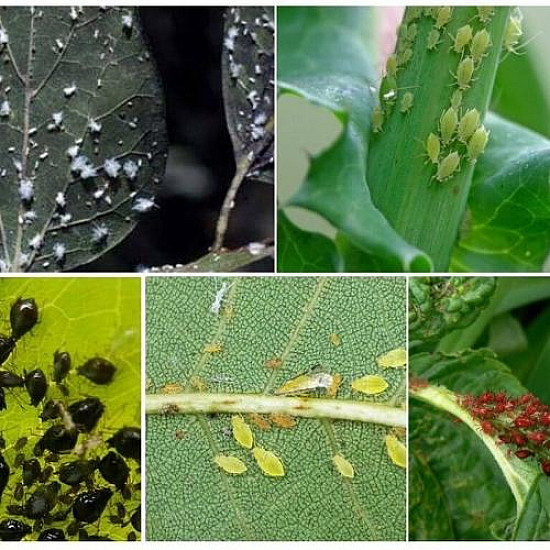 Биологичен препарат спрей против насекоми, акари и болести по растенията Flortis naturae 500ml