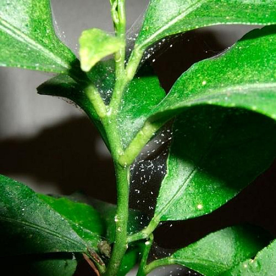 Биологичен инсектицид спрей против акари по растенията Flortis naturae 500ml