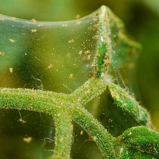 Биологичен препарат спрей против насекоми, акари и болести по растенията Flortis naturae 500ml