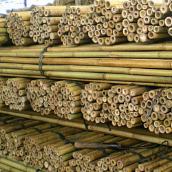 Бамбукови колове BAMBOO над 300 см дължина 
