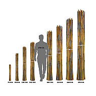 Бамбукови колове BAMBOO