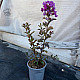 Индийски люляк лилав - Lagerstroemia indica "Violet"