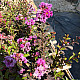 Индийски люляк лилав - Lagerstroemia indica "Violet"