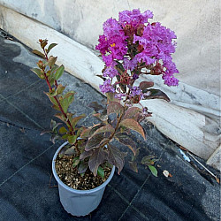 Индийски люляк лилав - Lagerstroemia indica "Violet"
