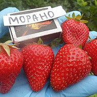 Разсад за целогодишни ягоди Морано