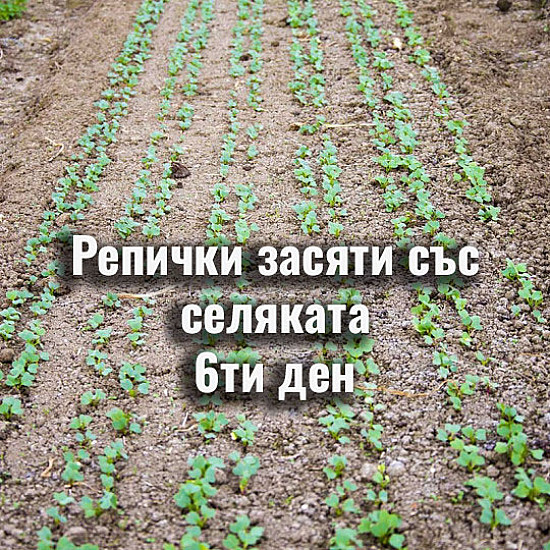 12  редова сеялка за семена