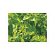 Мрежа за краставици
