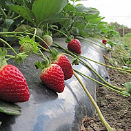 Черно-сиво мулчиращо фолио с цепки - 30 mic  -1,20м/ 45 мм -отвор