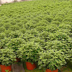 Торфена смес универална Suli Flor 
