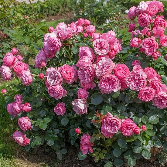 Флорибундова Роза Red Leonardo da Vinci / Червен Леонардо да Винчи