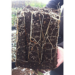 Работна саксия / кофичка за рози - 2,5 л