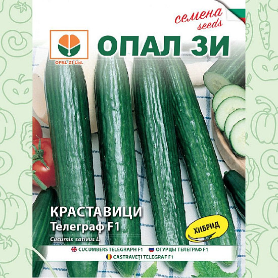 Краставици Телеграф F1