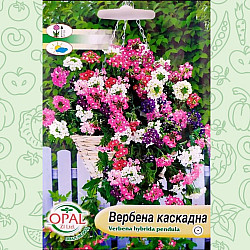 Вербена Каскадна