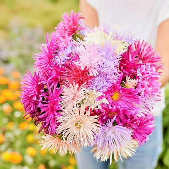 Купи Астра Гигант Рей микс | CHINA ASTER GIANT RAY MIX  от Seklos - Цветя
