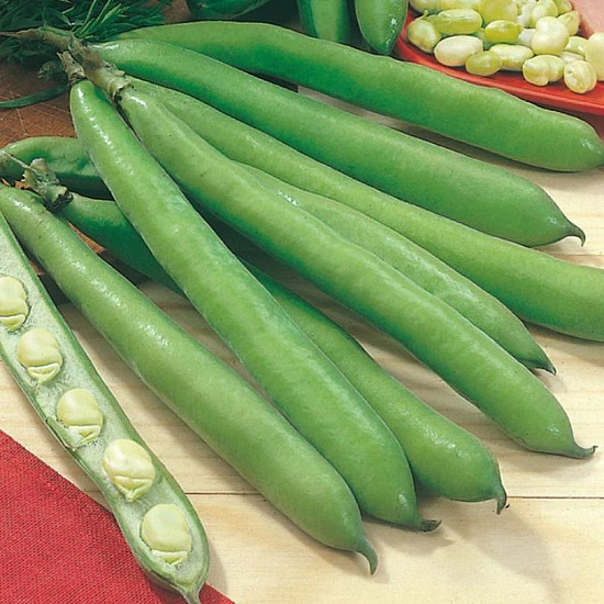 Купи Бакла Агуадулсе Суперсимония | BROAD BEAN AGUADULCE SUPERSIMONIA  от Seklos - БИО СЕМЕНА