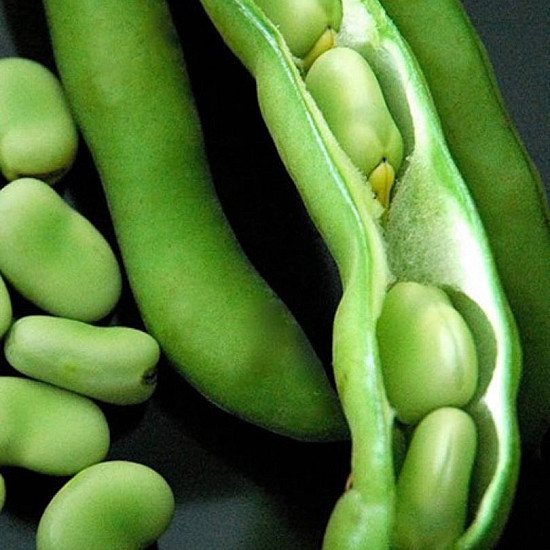 Купи Бакла Агуадулсе Суперсимония | BROAD BEAN AGUADULCE SUPERSIMONIA  от Seklos - БИО СЕМЕНА