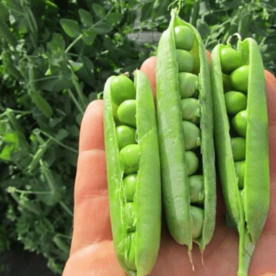Грах Прогрес №9 | WRINKLED PEA PROGRESS N.9