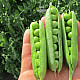 Грах Прогрес №9 | WRINKLED PEA PROGRESS N.9