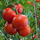 Домати Aче 55 VF | TOMATO ACE 55 VF