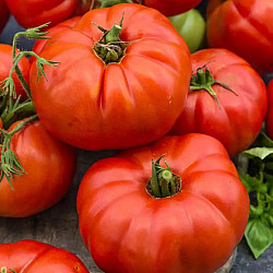 Домати Бийфстейк | TOMATO BEEFSTEAK