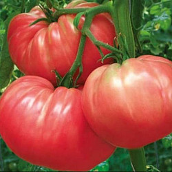 Домати Чичио| TOMATO CICCIO