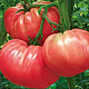 Домати Чичио| TOMATO CICCIO
