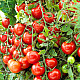 Купи Домати Мъни Мейкър | TOMATO MONEYMAKER  от Seklos - Домати