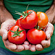 Купи Домати Мъни Мейкър | TOMATO MONEYMAKER  от Seklos - Домати