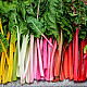 Манголд Пет цвята | SWISS CHARD FIVE COLOURS