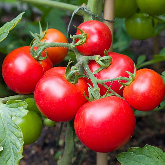 Купи Домати Мъни Мейкър | TOMATO MONEYMAKER  от Seklos - Домати