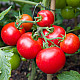 Купи Домати Мъни Мейкър | TOMATO MONEYMAKER  от Seklos - Домати