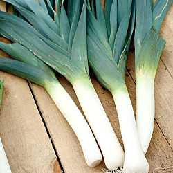 Праз Гигант де Инверно 2 | LEEK GIGANTE DE INVERNO 2