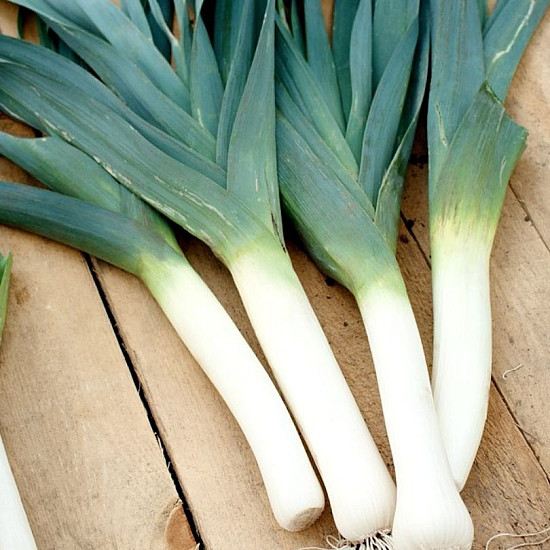 Праз Гигант де Инверно 2 | LEEK GIGANTE DE INVERNO 2