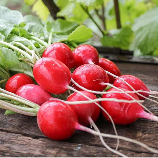 Репички Чери Бел | RADISH CHERRY BELLE