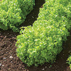Салата Боул Био | OW LETTUCE SALAD BOWL