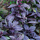 Босилек сладък Тъмен Опал | SWEET BASIL DARK OPAL
