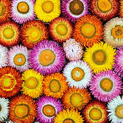 Сламено цвете Том Тъмб микс | STRAWFLOWER TOM THUMB MIX