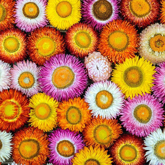 Купи Сламено цвете Том Тъмб микс | STRAWFLOWER TOM THUMB MIX  от Seklos - Цветя