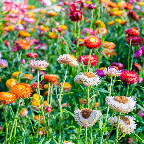 Купи Сламено цвете Том Тъмб микс | STRAWFLOWER TOM THUMB MIX  от Seklos - Цветя