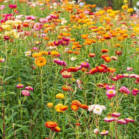 Купи Сламено цвете Том Тъмб микс | STRAWFLOWER TOM THUMB MIX  от Seklos - Цветя