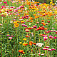 Купи Сламено цвете Том Тъмб микс | STRAWFLOWER TOM THUMB MIX  от Seklos - Цветя
