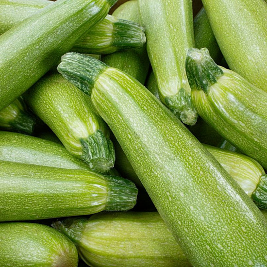 Купи Тиквичка Дженовезе | COURGETTE GENOVESE  от Seklos - Тикви и тиквички