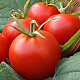 Купи Домати Мъни Мейкър | TOMATO MONEYMAKER  от Seklos - Домати