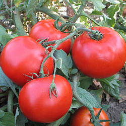 Домати Тайкинг Хибрид | TOMATO TYKING H