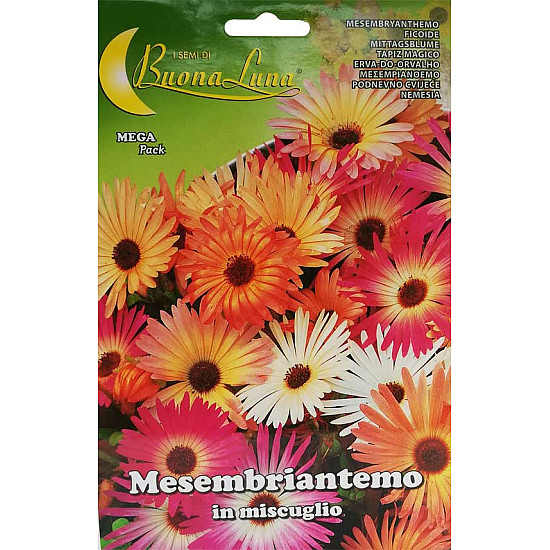 Месембриантемум