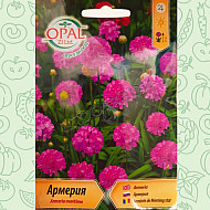 Армерия - Armeria maritima