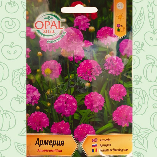 Армерия - Armeria maritima