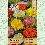 Ешолция (Калифорнийски маг)