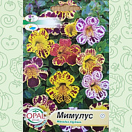 Мимулус - Клоунско цвете